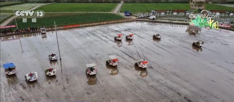  冬闲田华丽转身；稻油模式激活乡村活力，金色浪潮涌动增收希望。 文化旅游