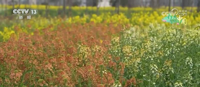  冬闲田华丽转身；稻油模式激活乡村活力，金色浪潮涌动增收希望。 文化旅游