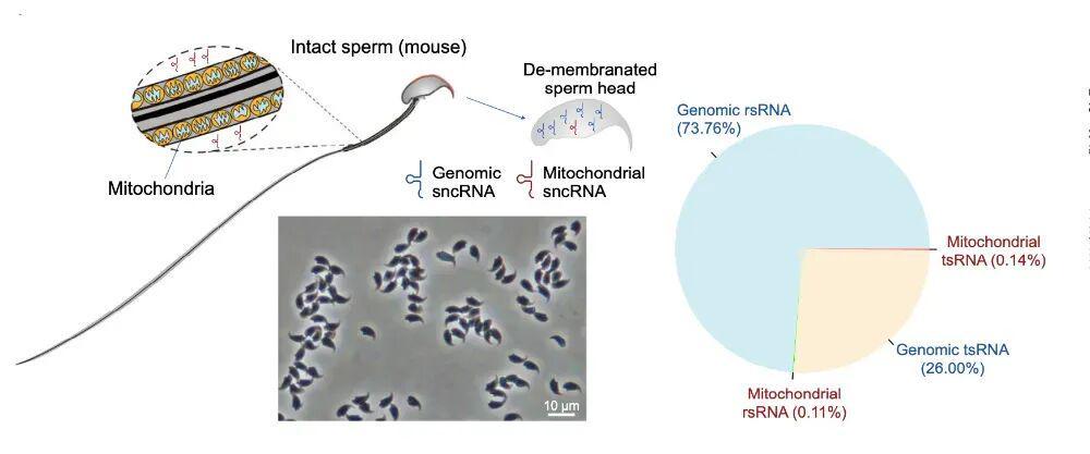 破解生育密码:精子RNA修饰与后代健康的深层关联 健康养生