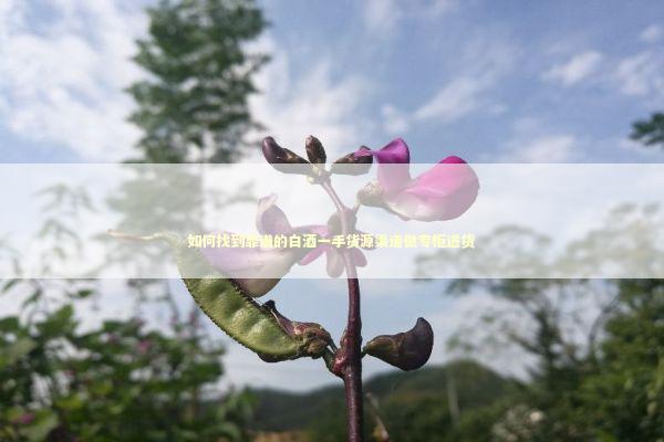 如何找到靠谱的白酒一手货源渠道做专柜进货